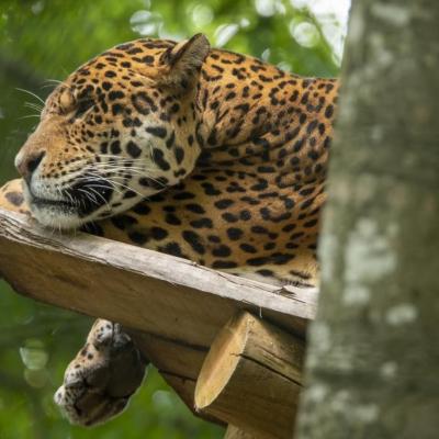 Beauval Jaguars