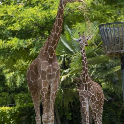 Beauval Girafe