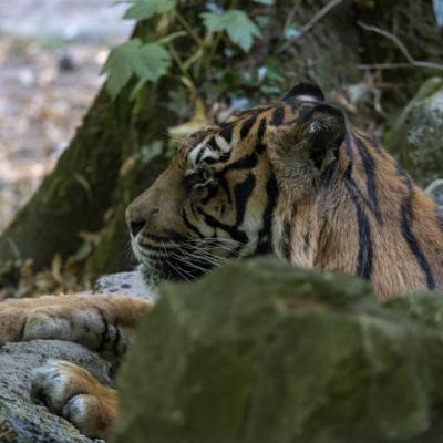 Beauval Tigres de Sumatra