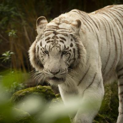 Beauval Tigres blanc ( Jaipur & Shiva  )