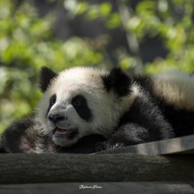 Beauval Panda