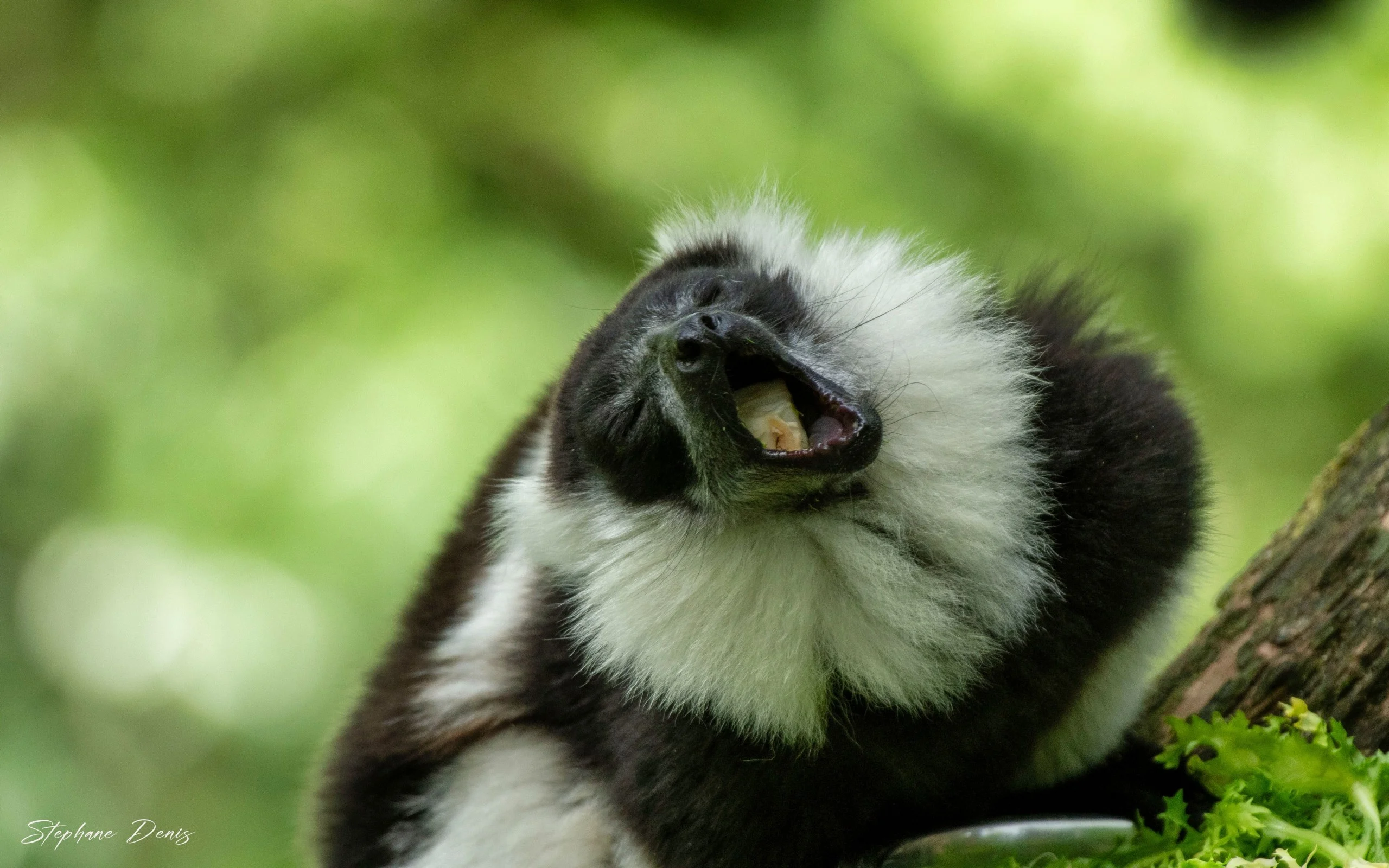 Vari à Ceinture Blanche