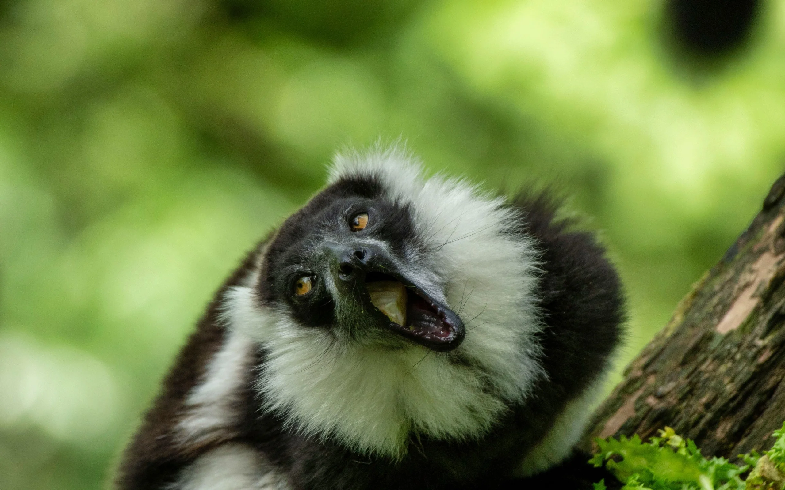 Vari à Ceinture Blanche