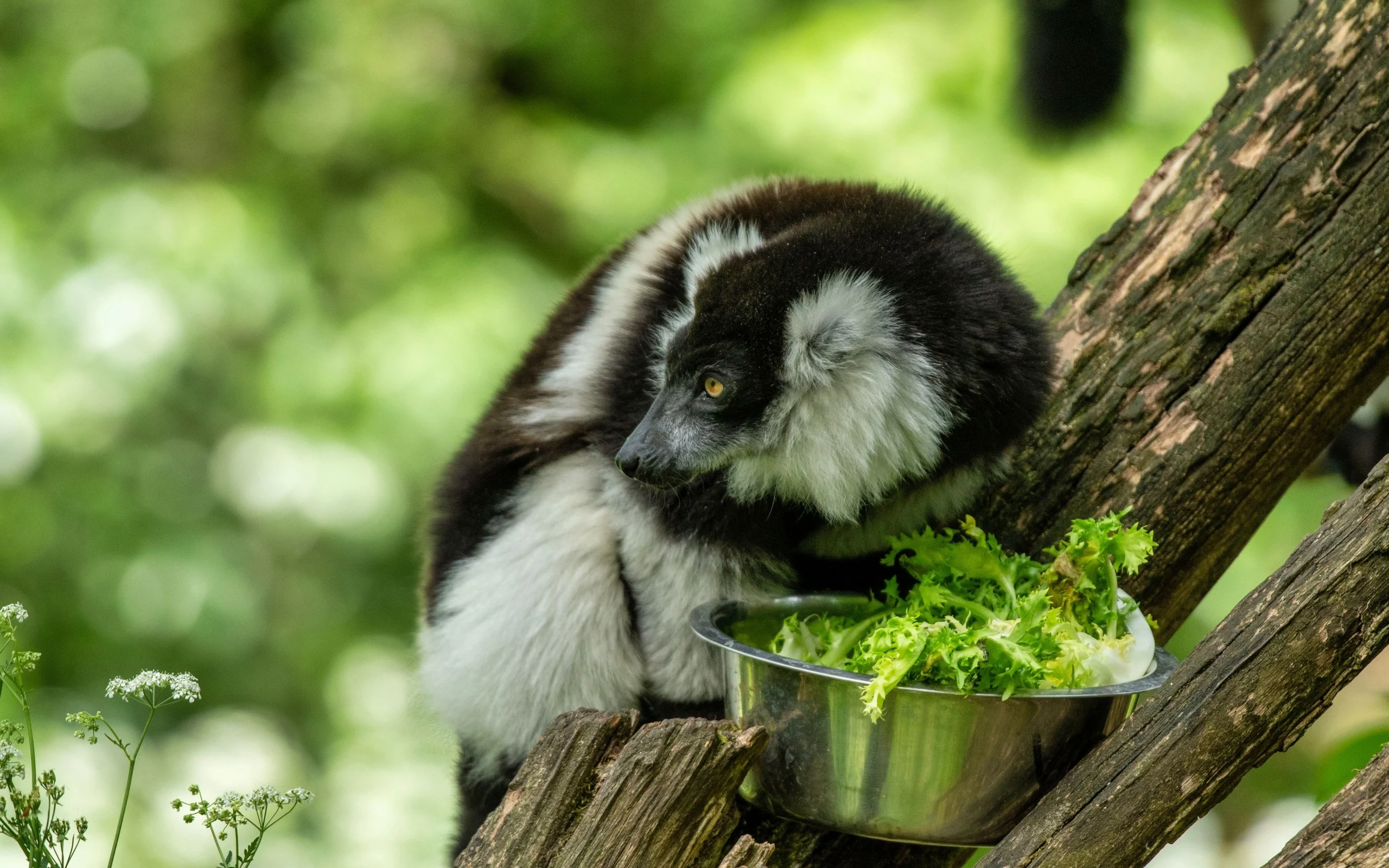 Vari à Ceinture Blanche