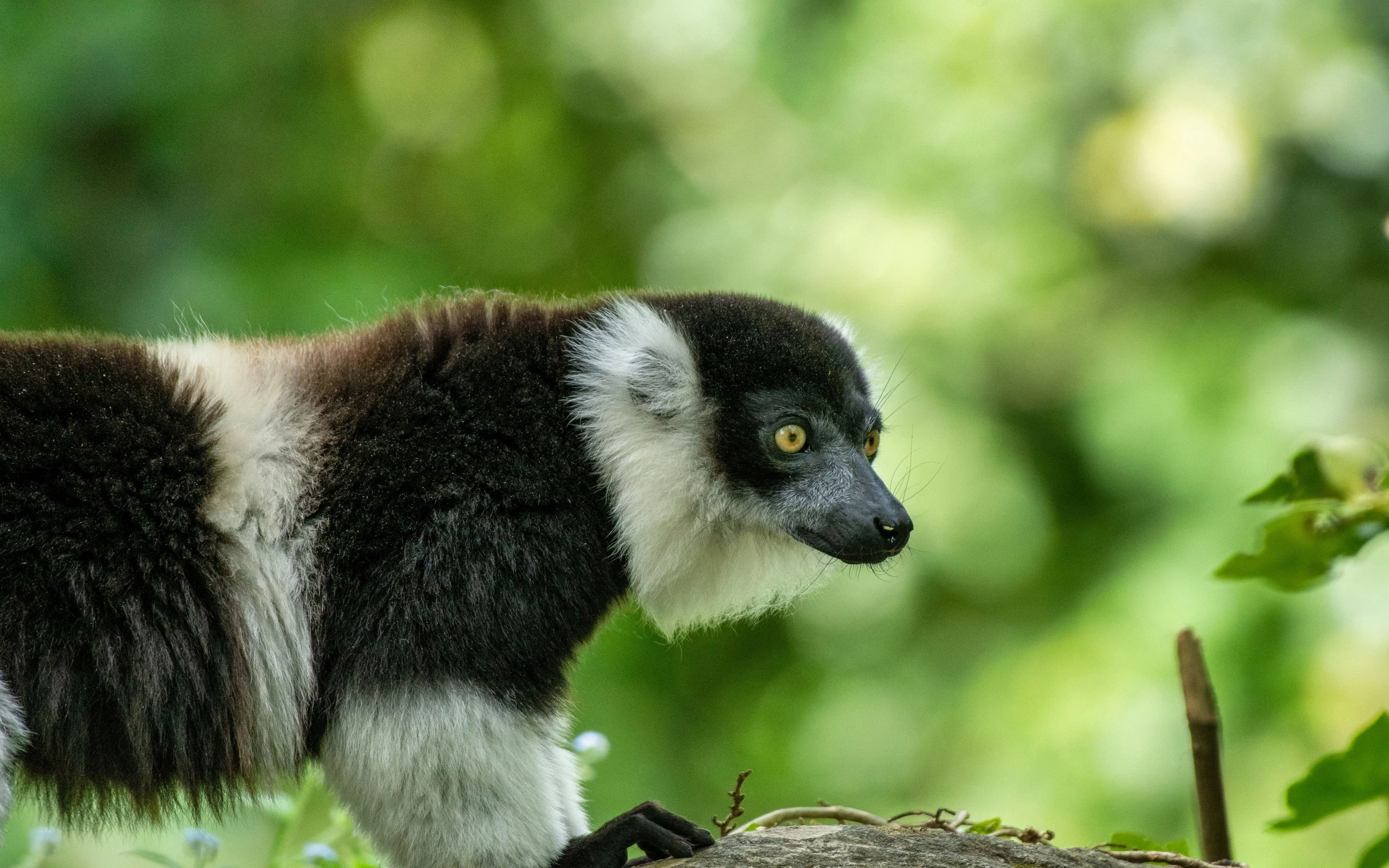 Vari à Ceinture Blanche