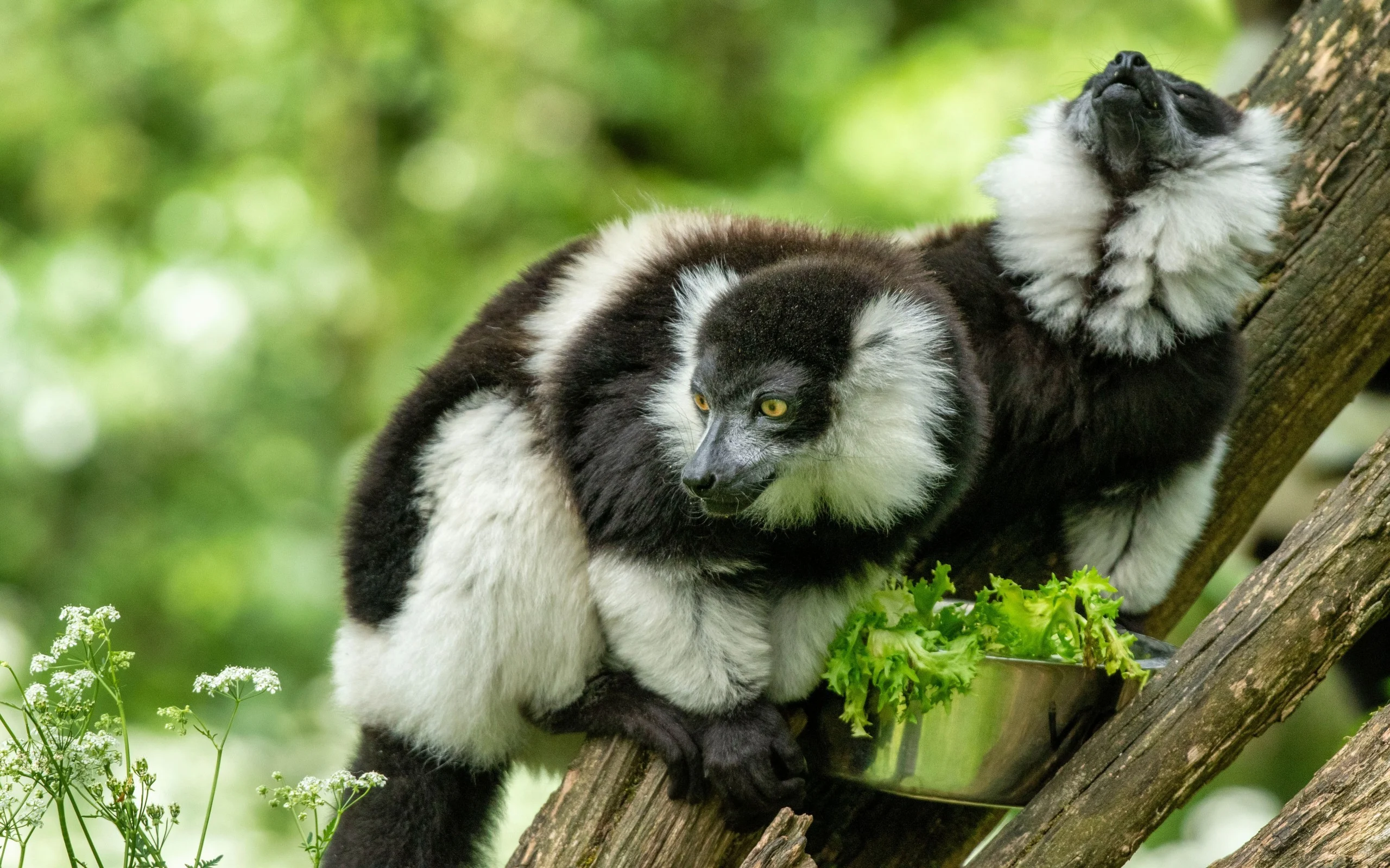 Vari à Ceinture Blanche