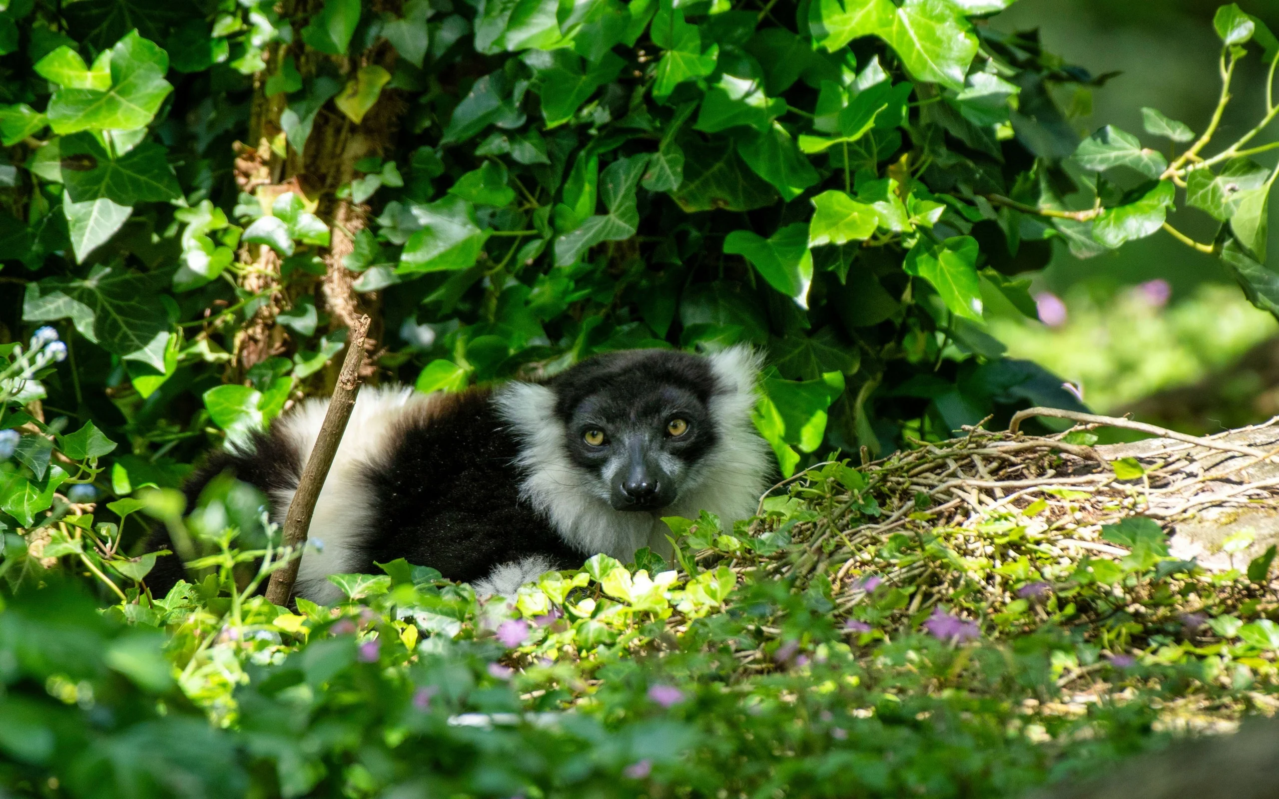 Vari à Ceinture Blanche