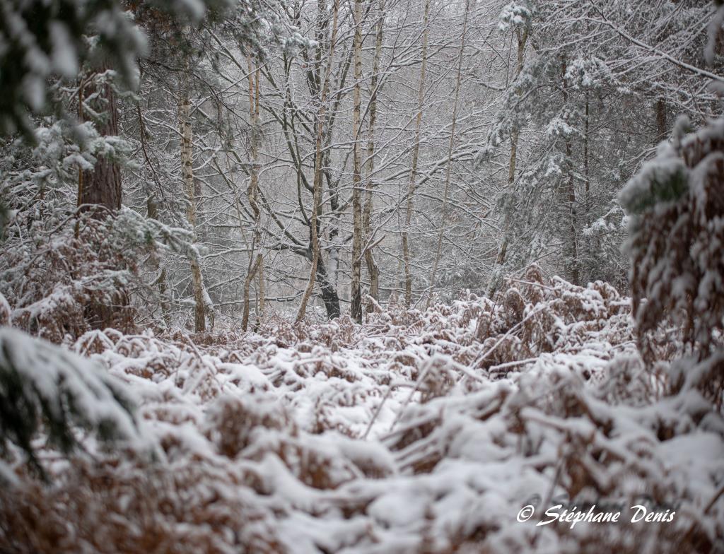 Neige