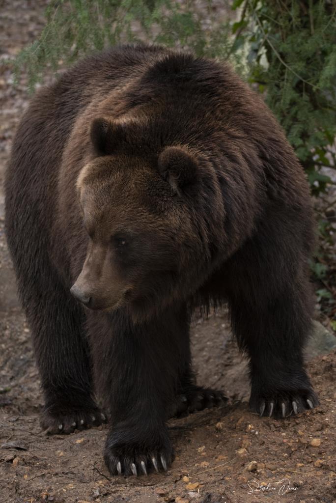 Ours Grizzly