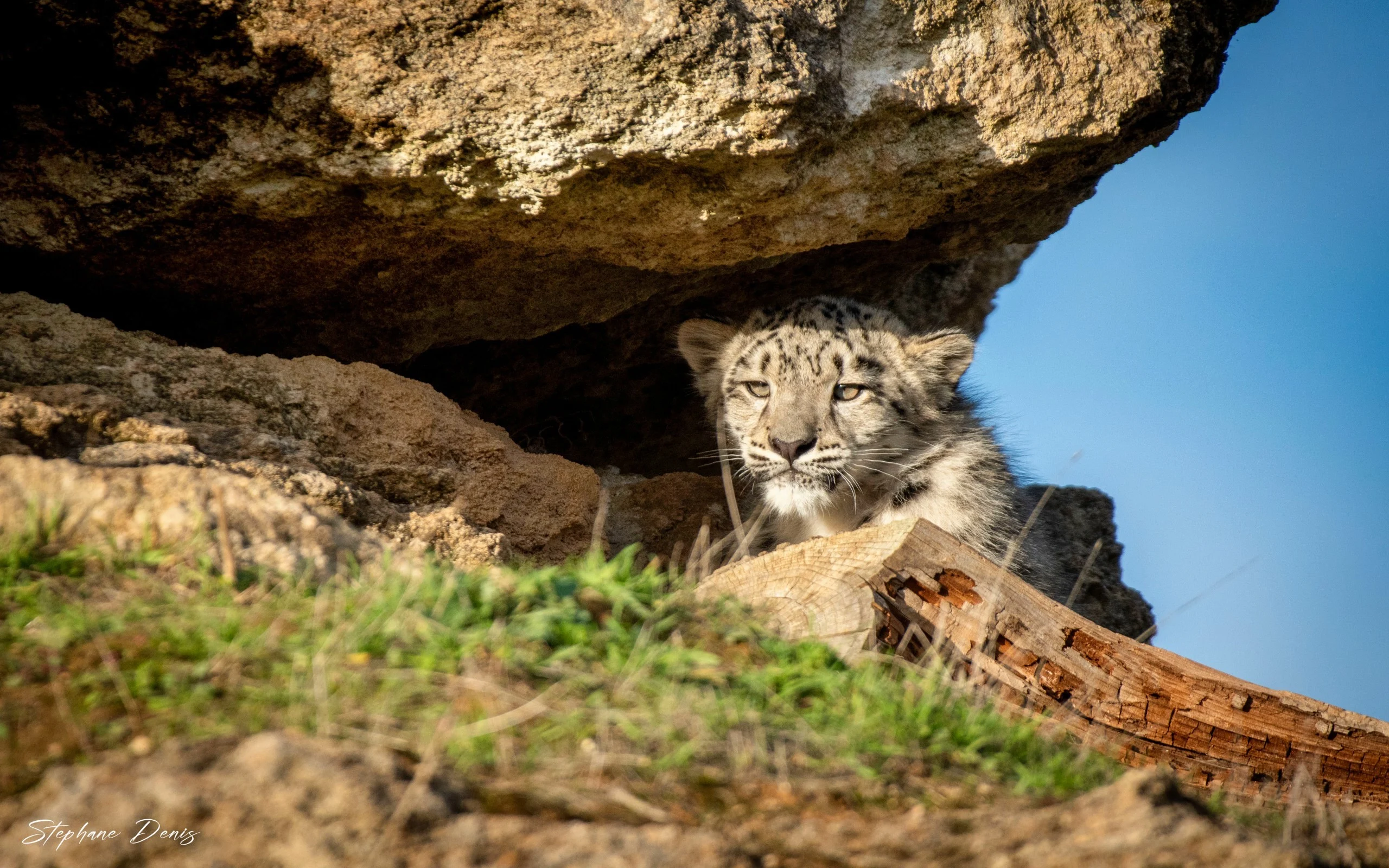 Panthère des Neiges 