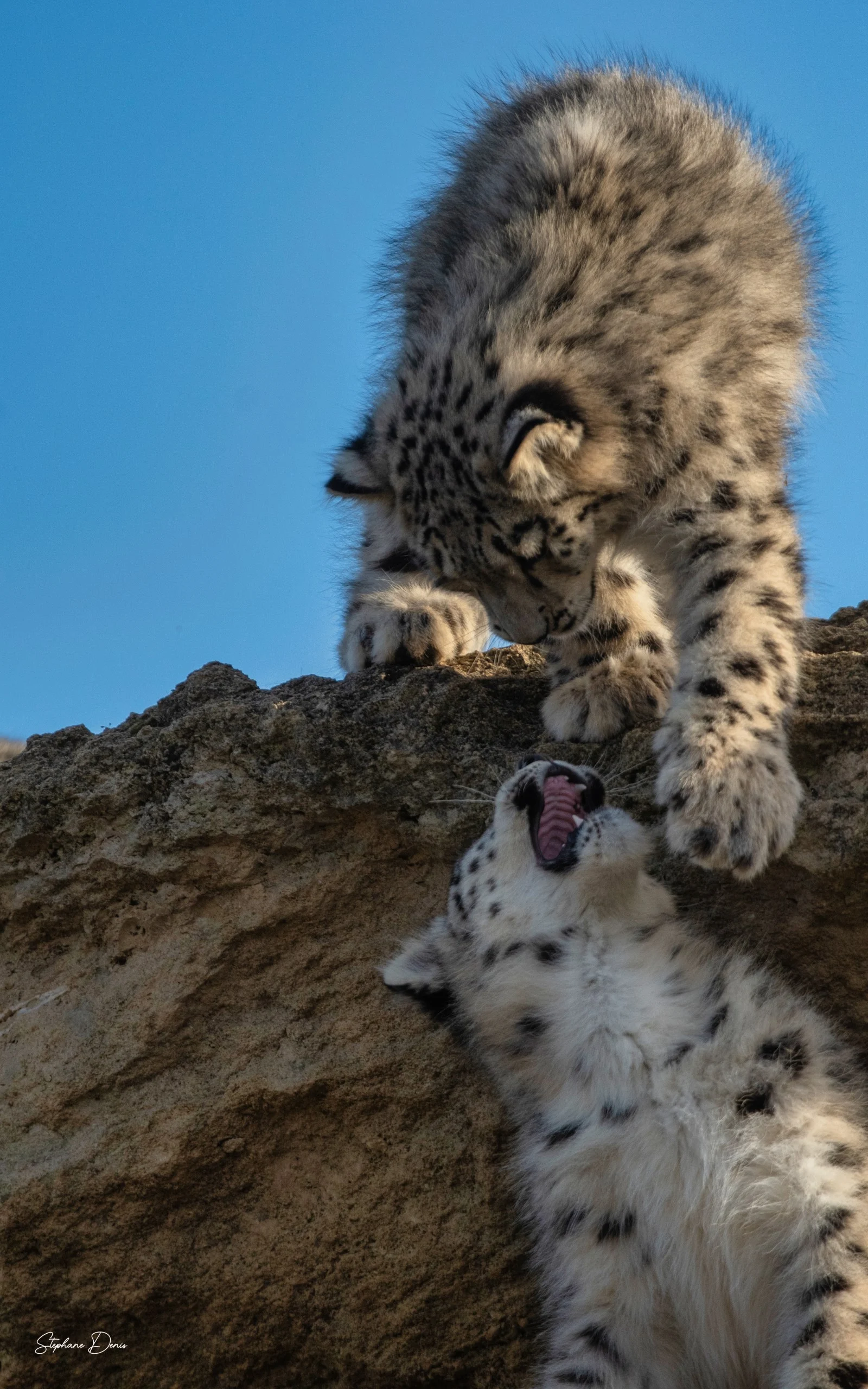 Panthère des Neiges 