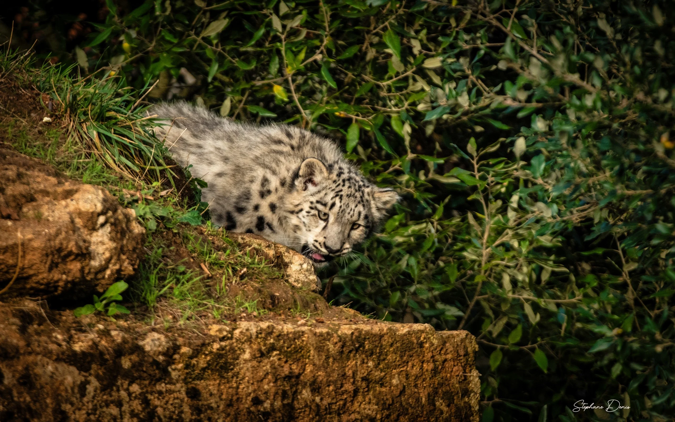 Panthère des Neiges 