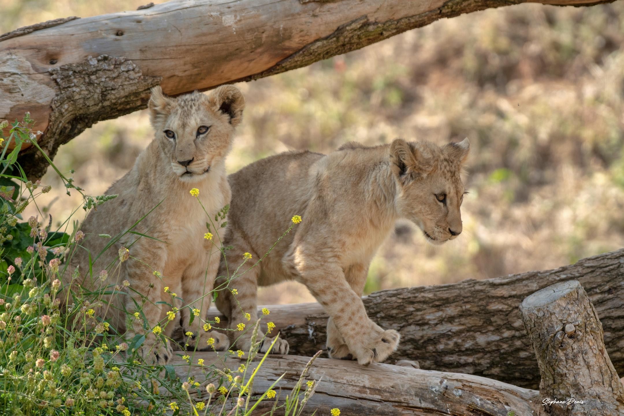 Bembea & Nguvu