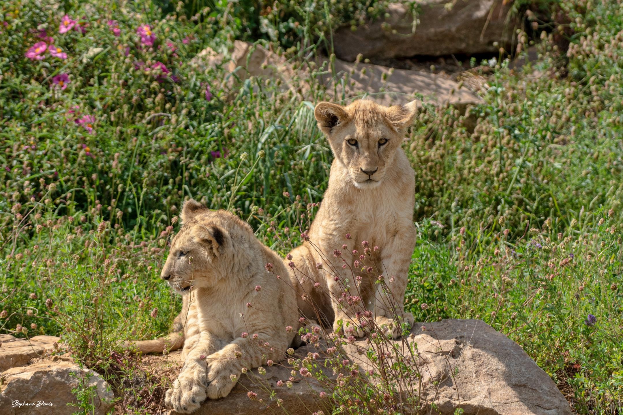 Bembea & Nguvu