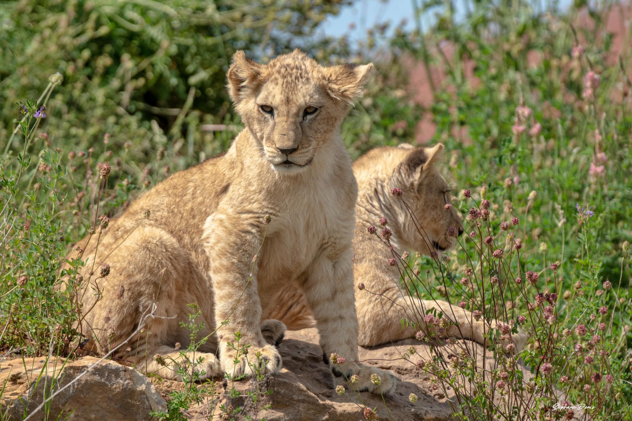 Bembea & Nguvu