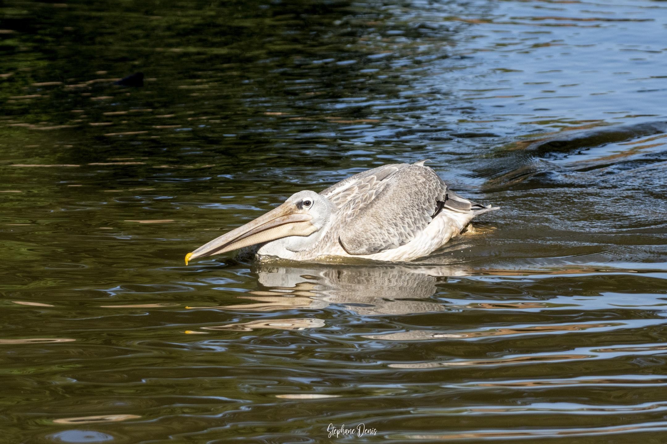 Oiseaux