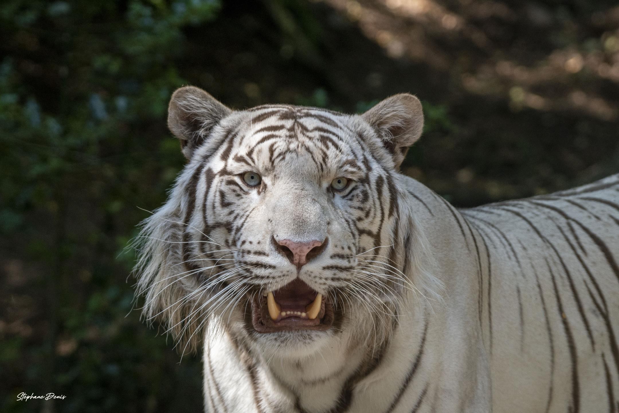 Tigre Blanc