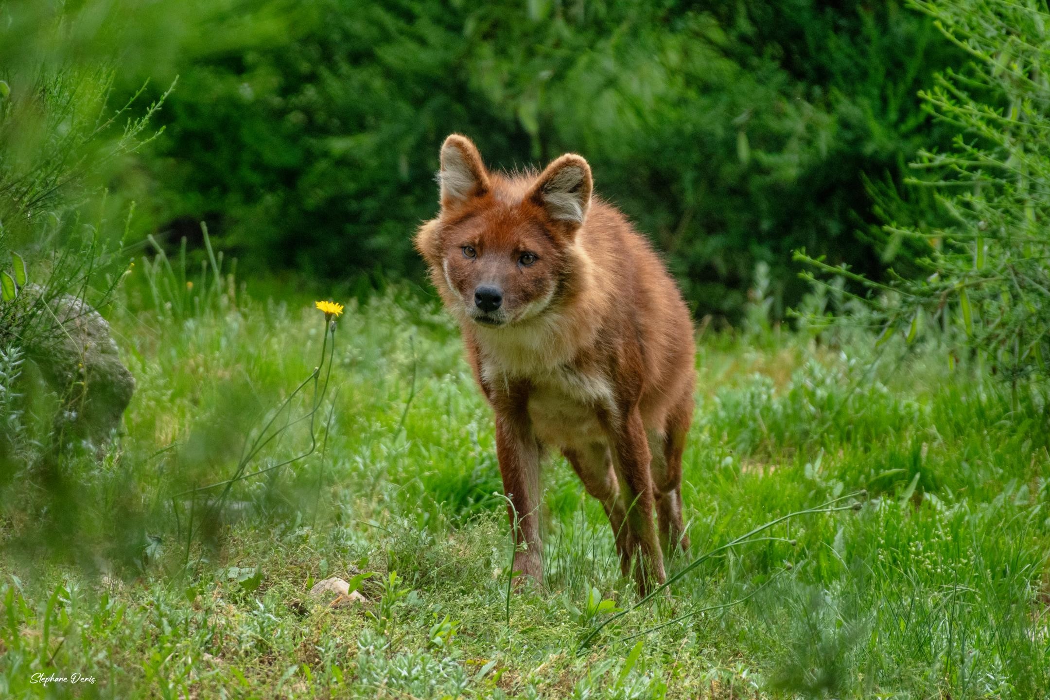 dhole