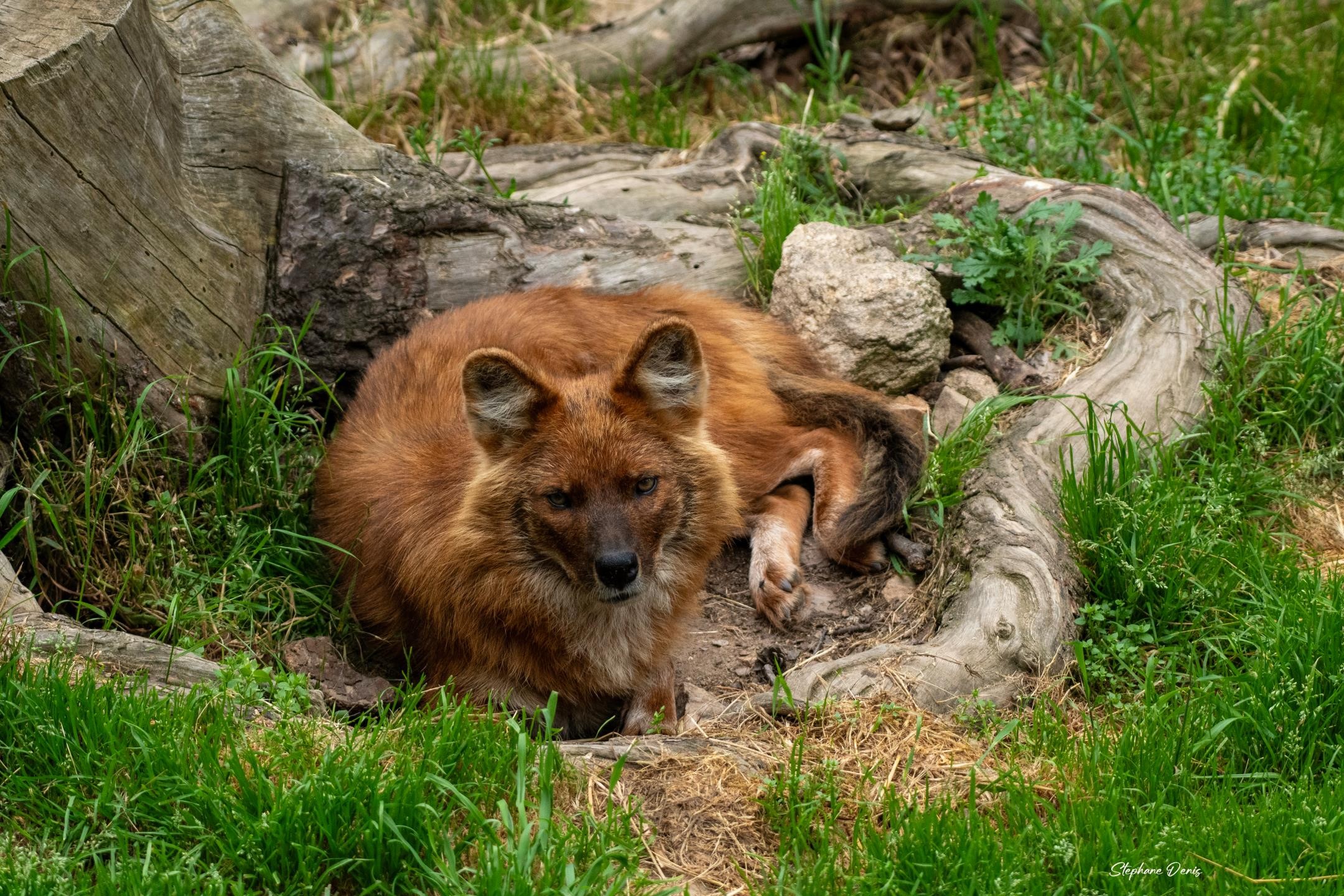 dhole