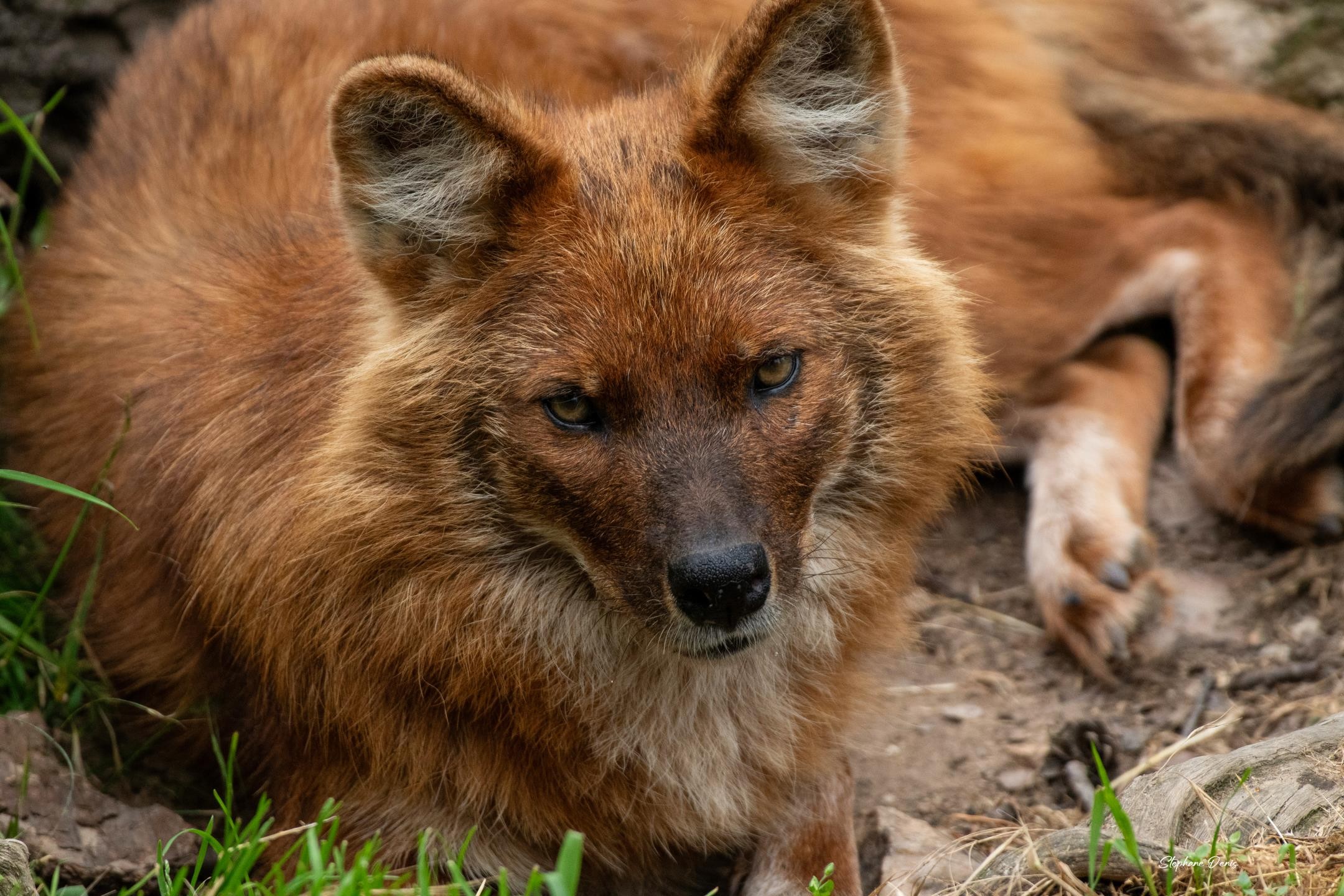 dhole