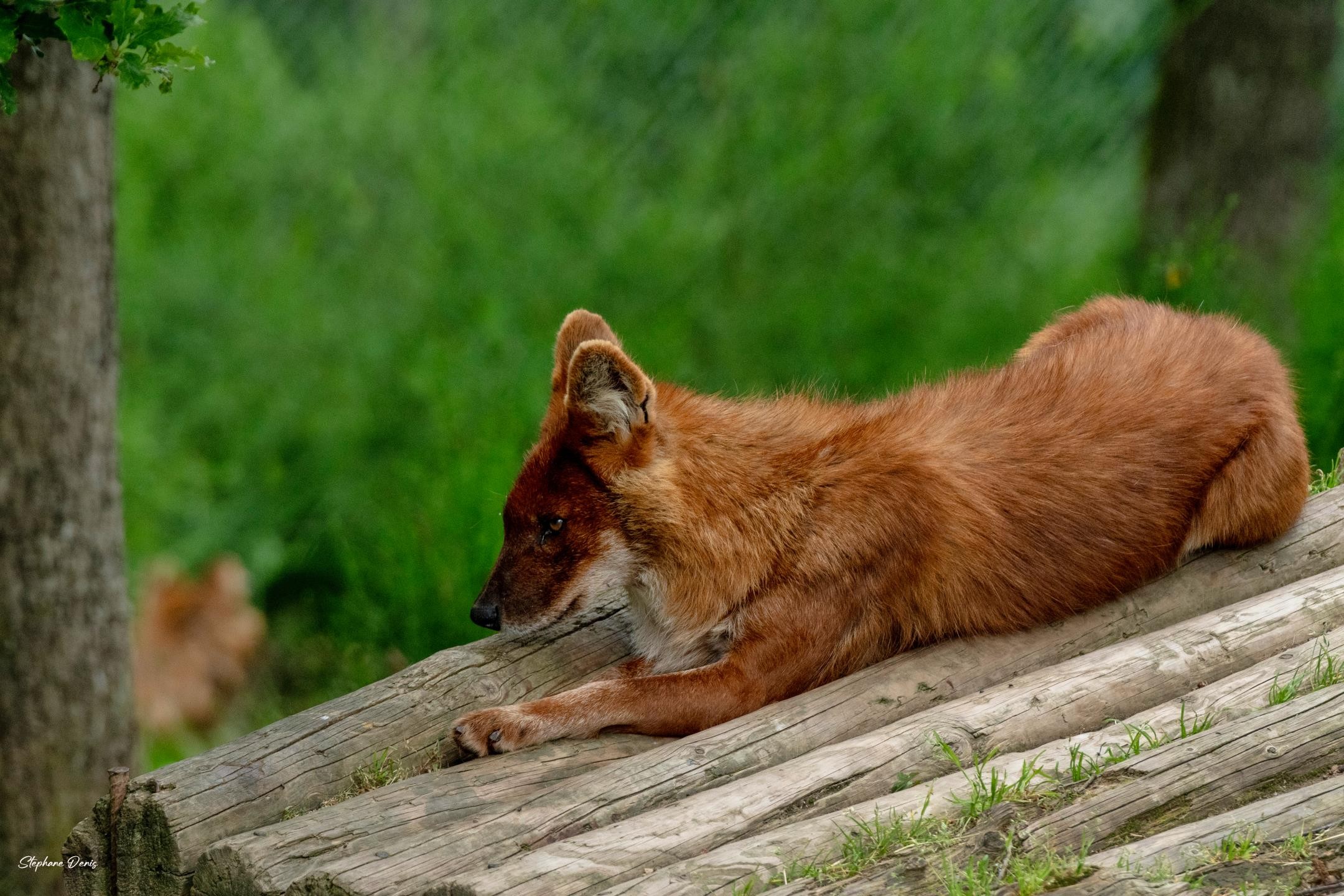 dhole