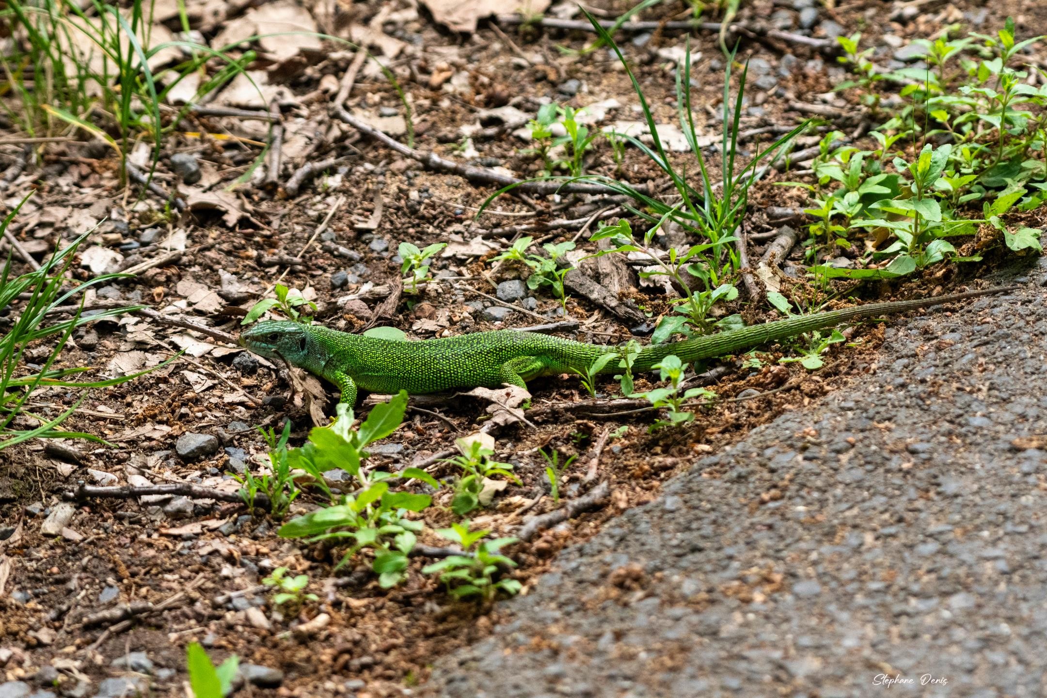 Lézard Vert