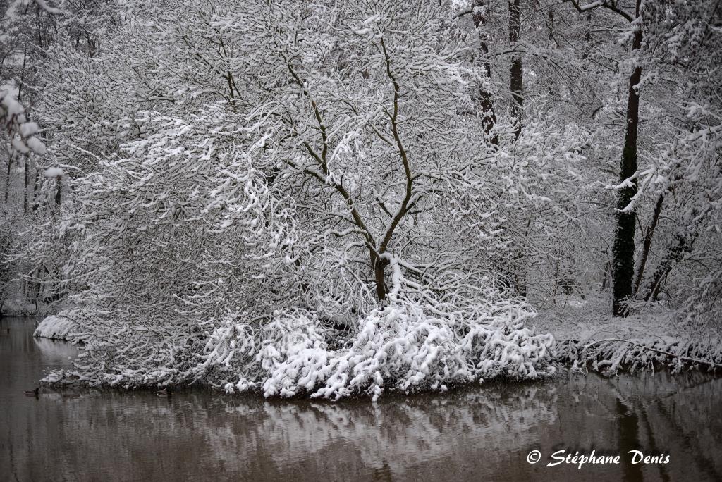 Neige
