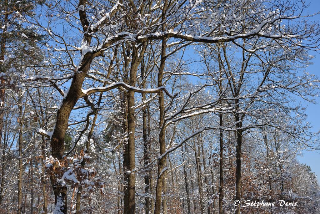 Neige