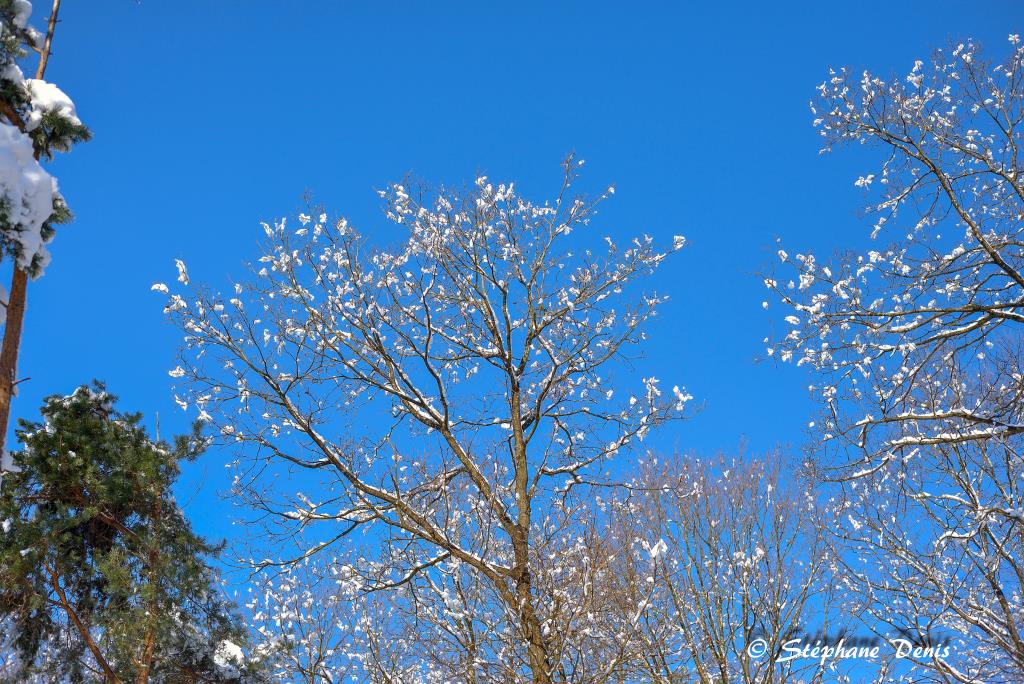 Neige