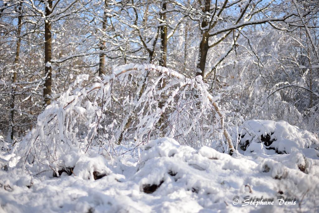 Neige