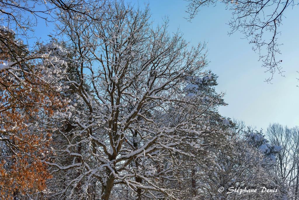Neige