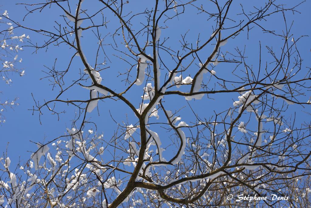 Neige
