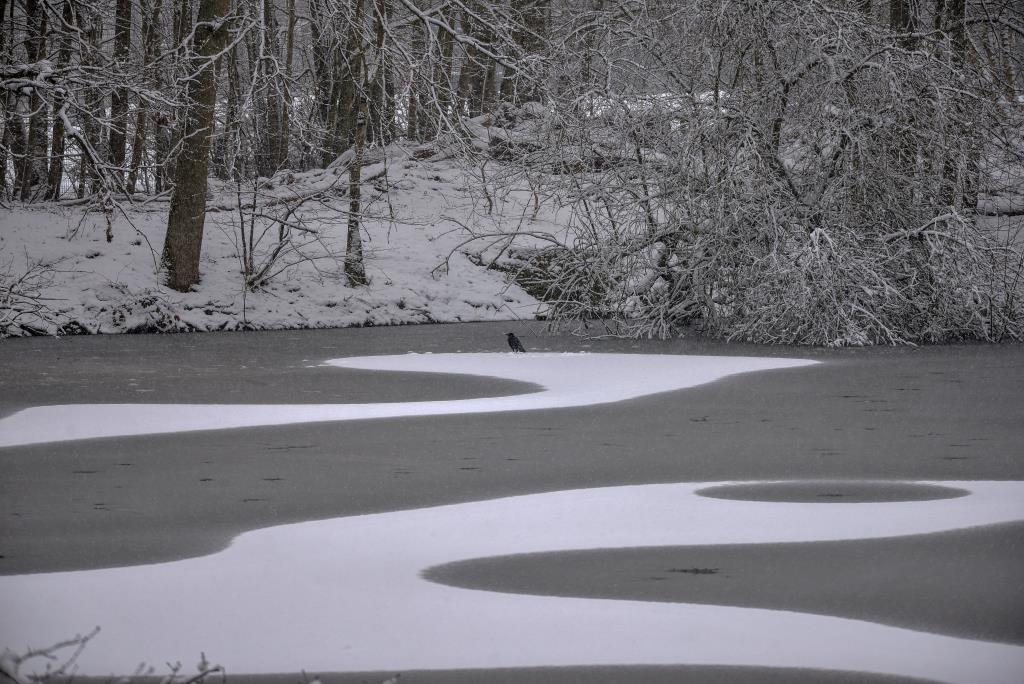 Neige