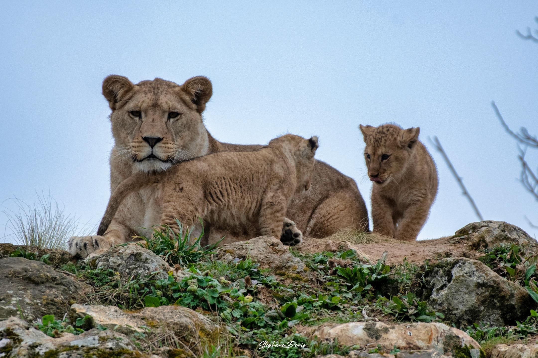 Esma & Bembea,Nguvu