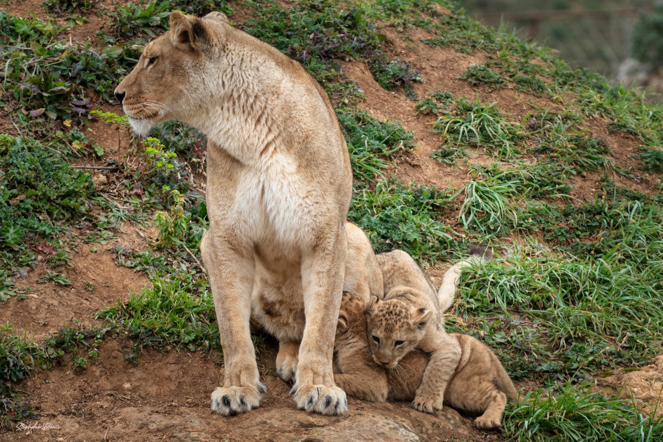 Esma & Bembea,Nguvu