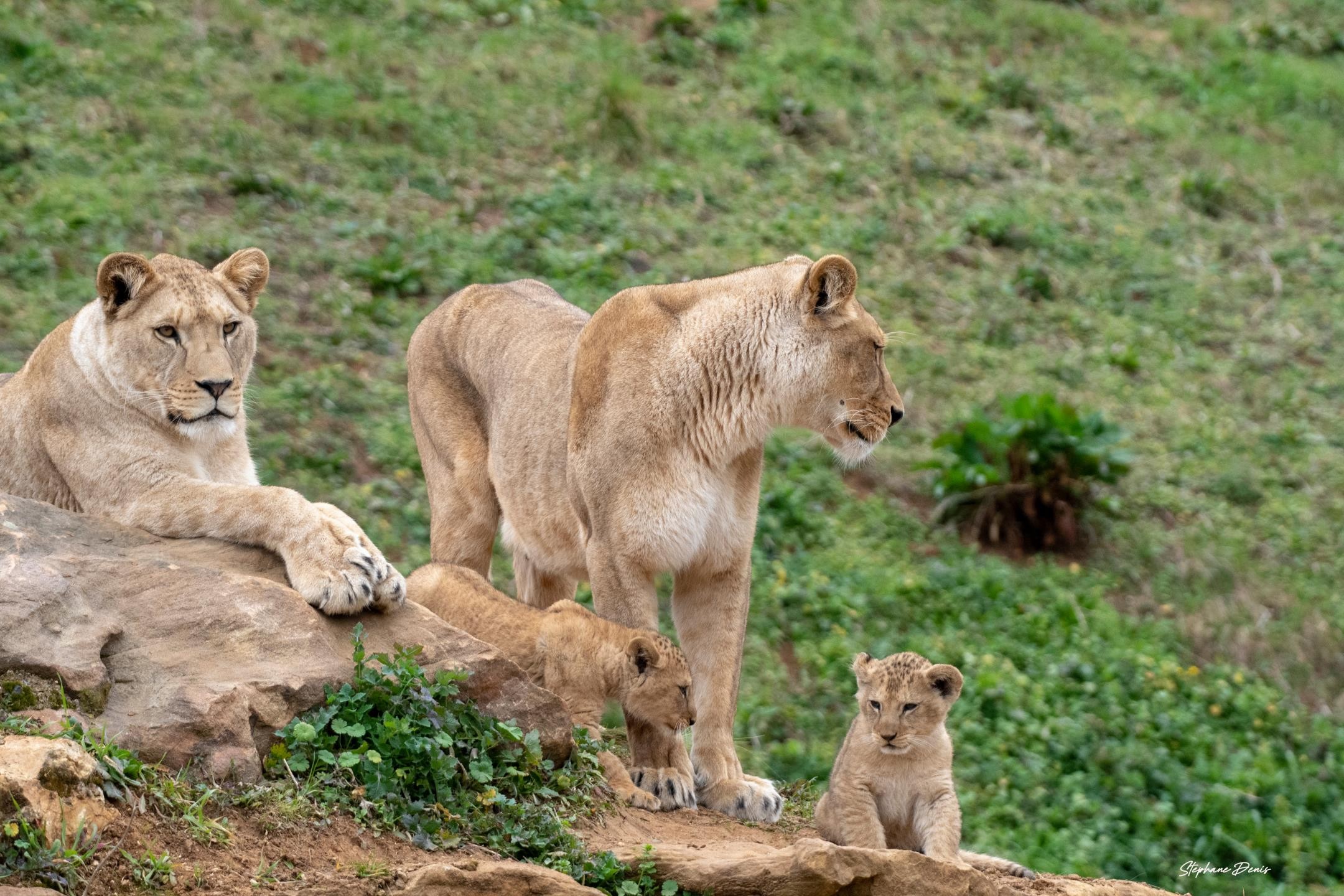 Nzuri,Esma,Bembea  & Nguvu
