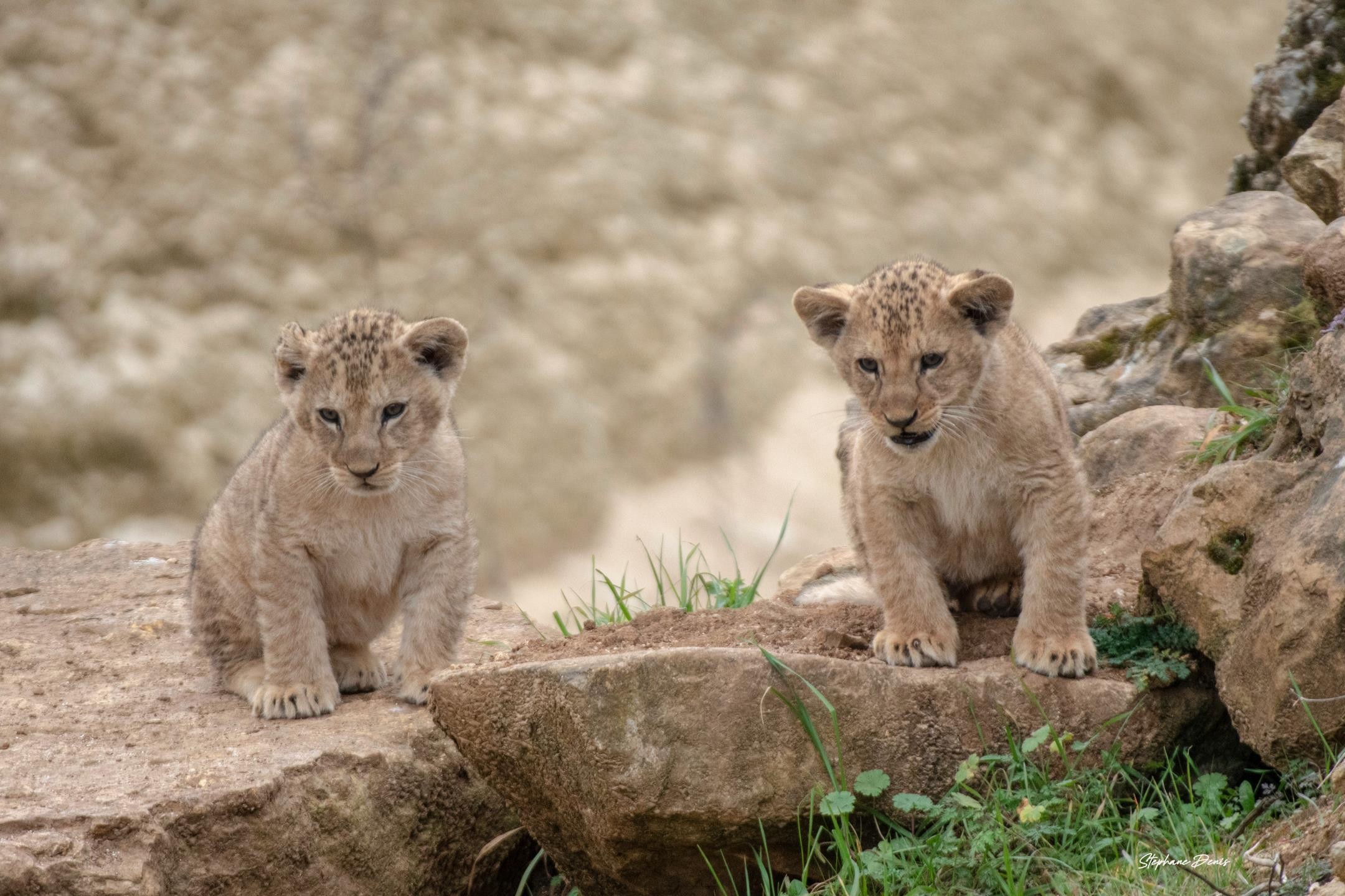 Bembea & Nguvu