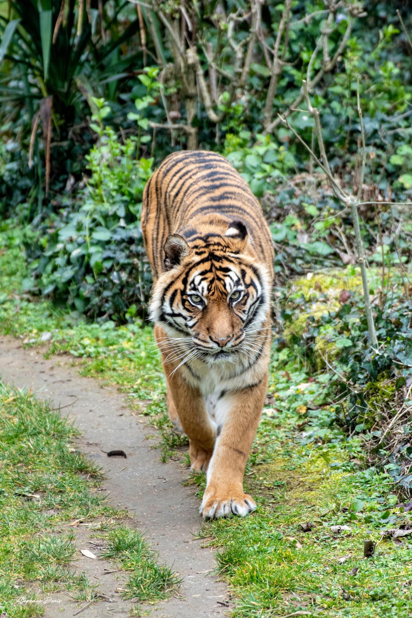 Tigre de sumatra