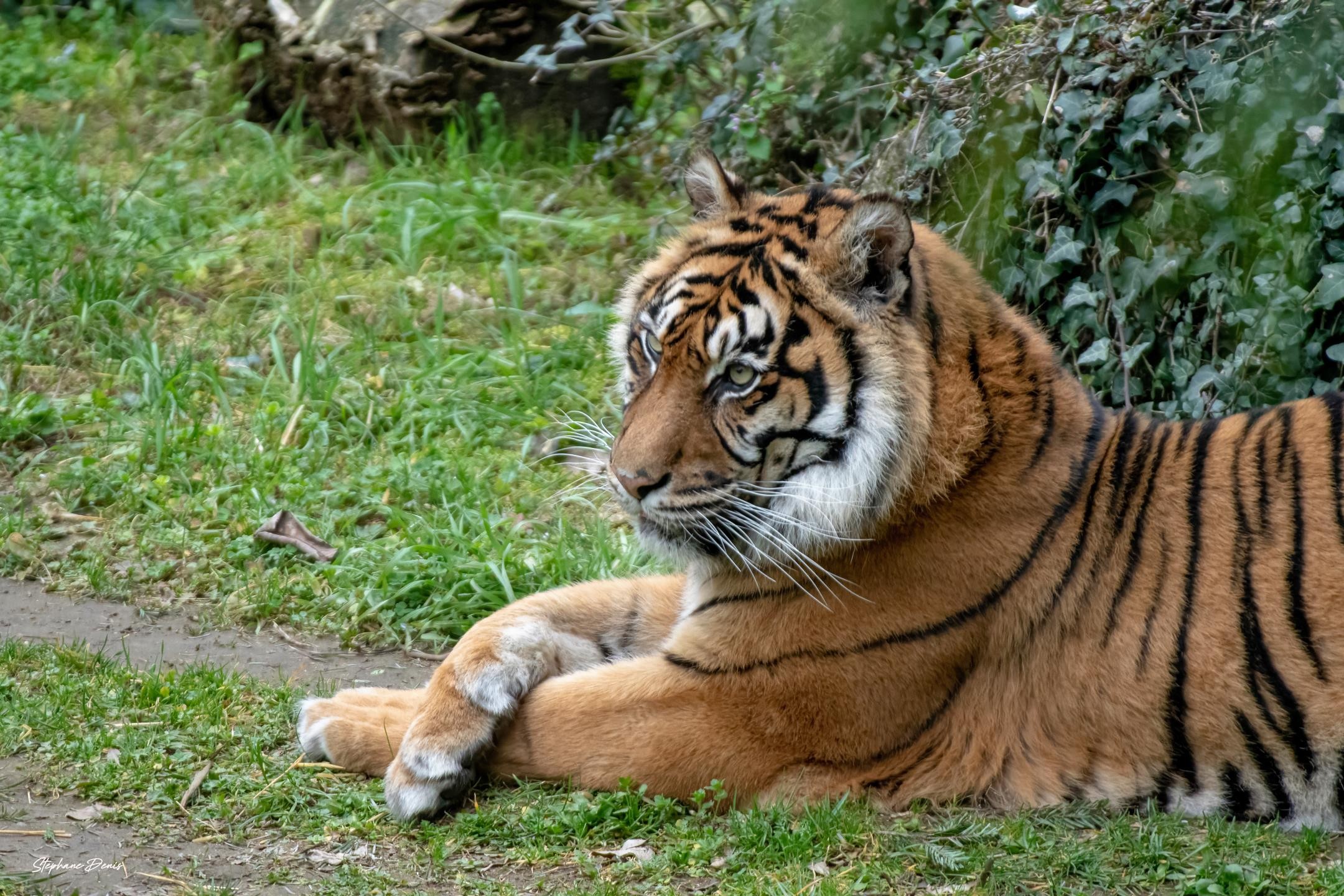 Tigre de sumatra