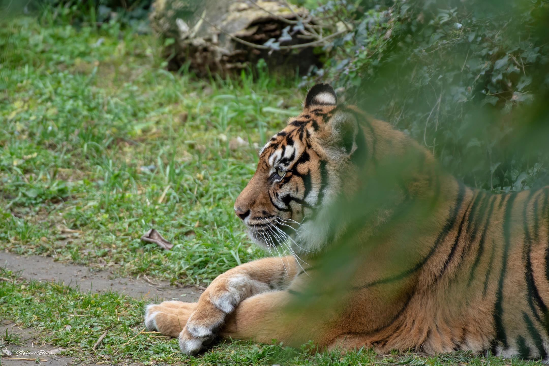 Tigre de sumatra