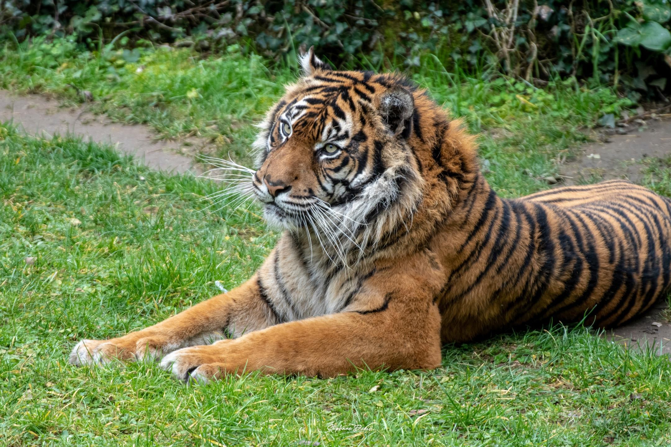 Tigre de sumatra