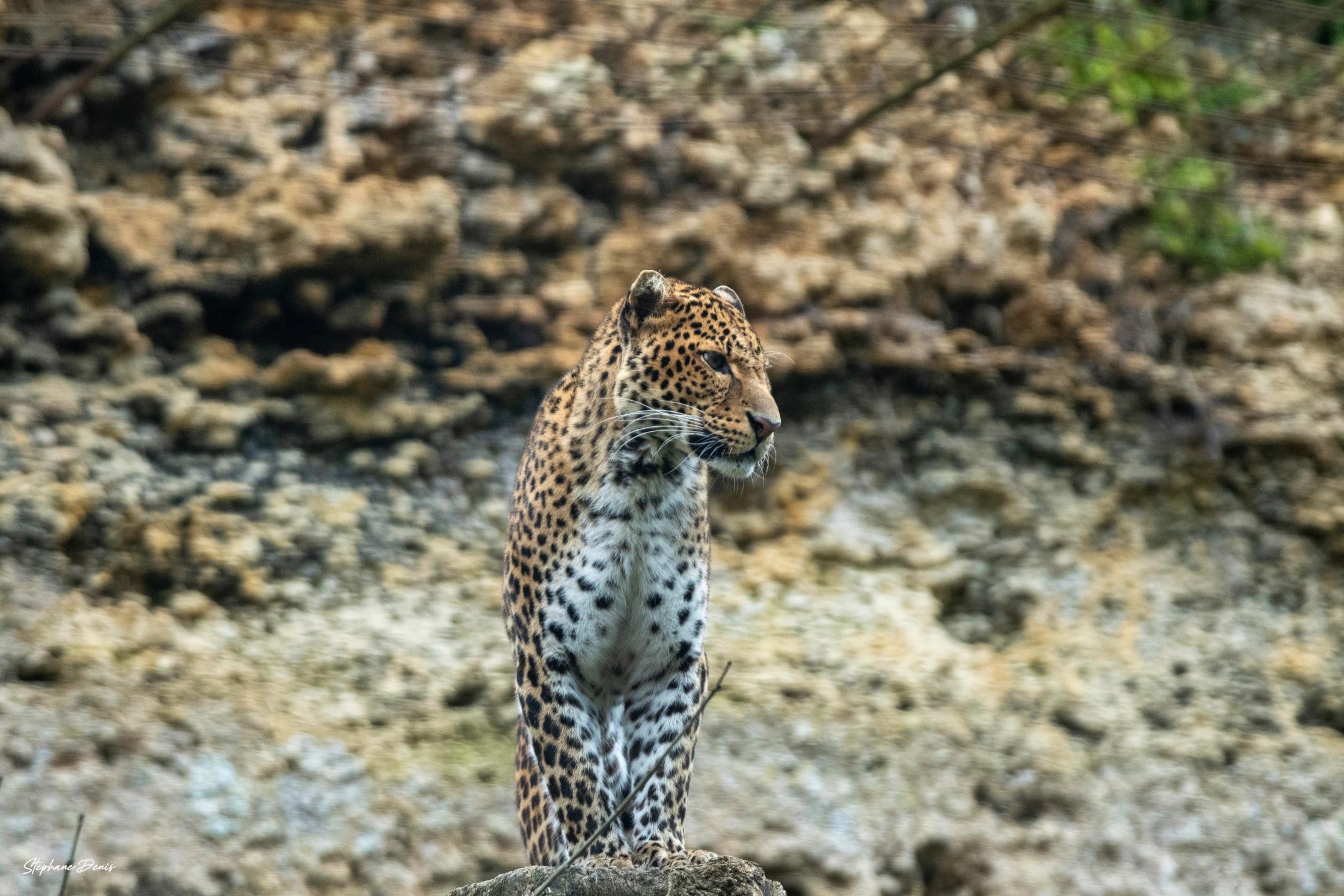 Panthère