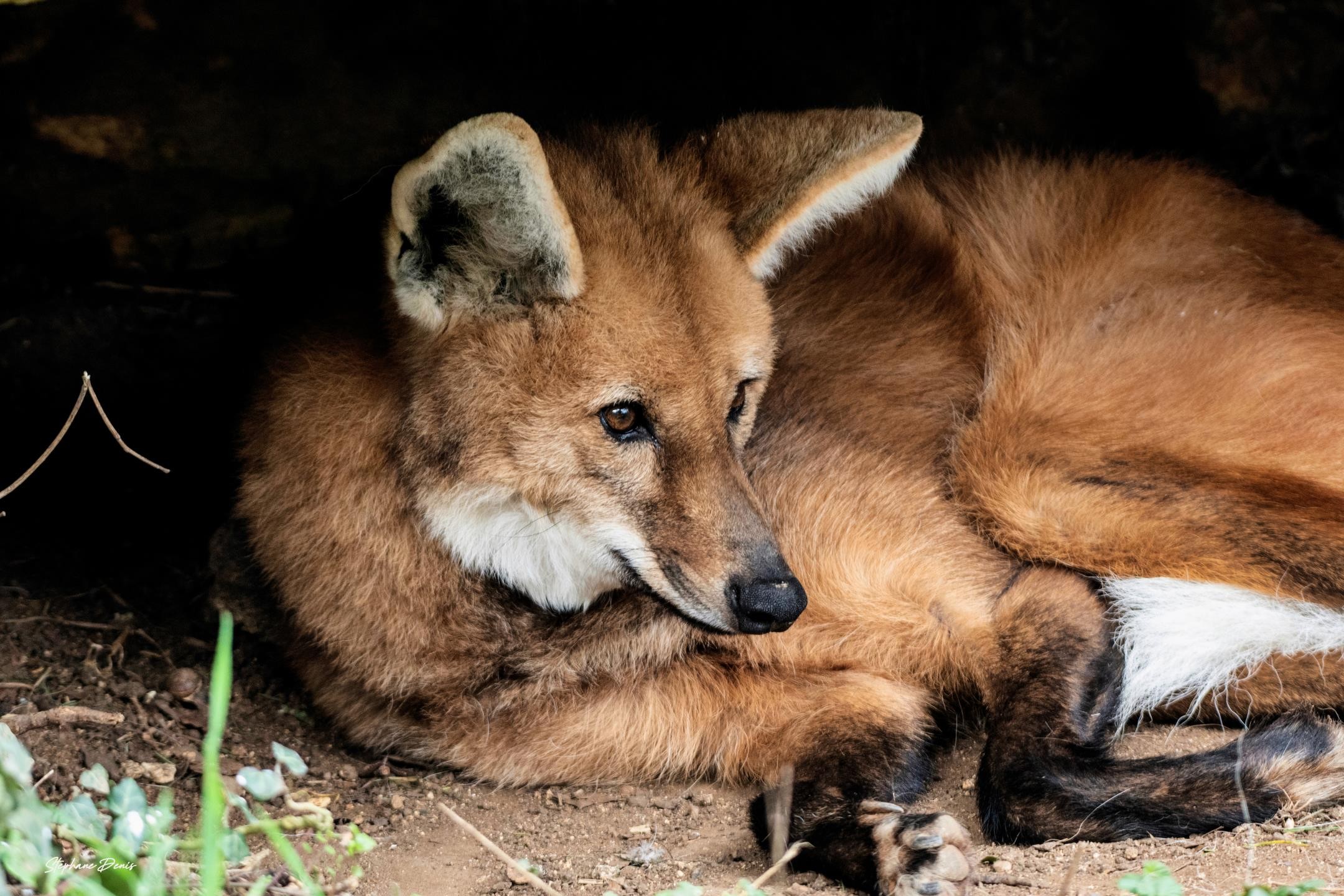 Loup a Crinière