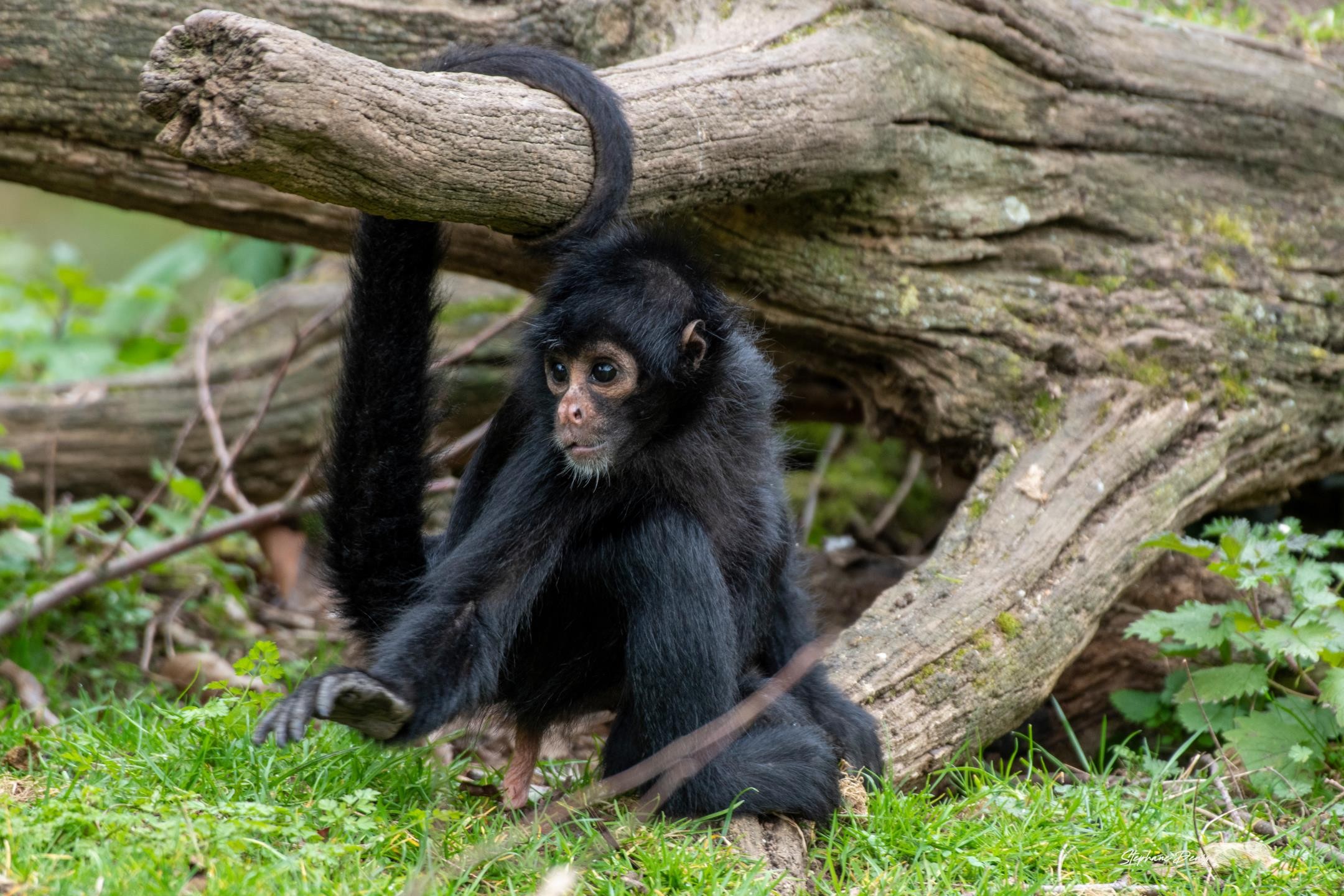 Bioparc