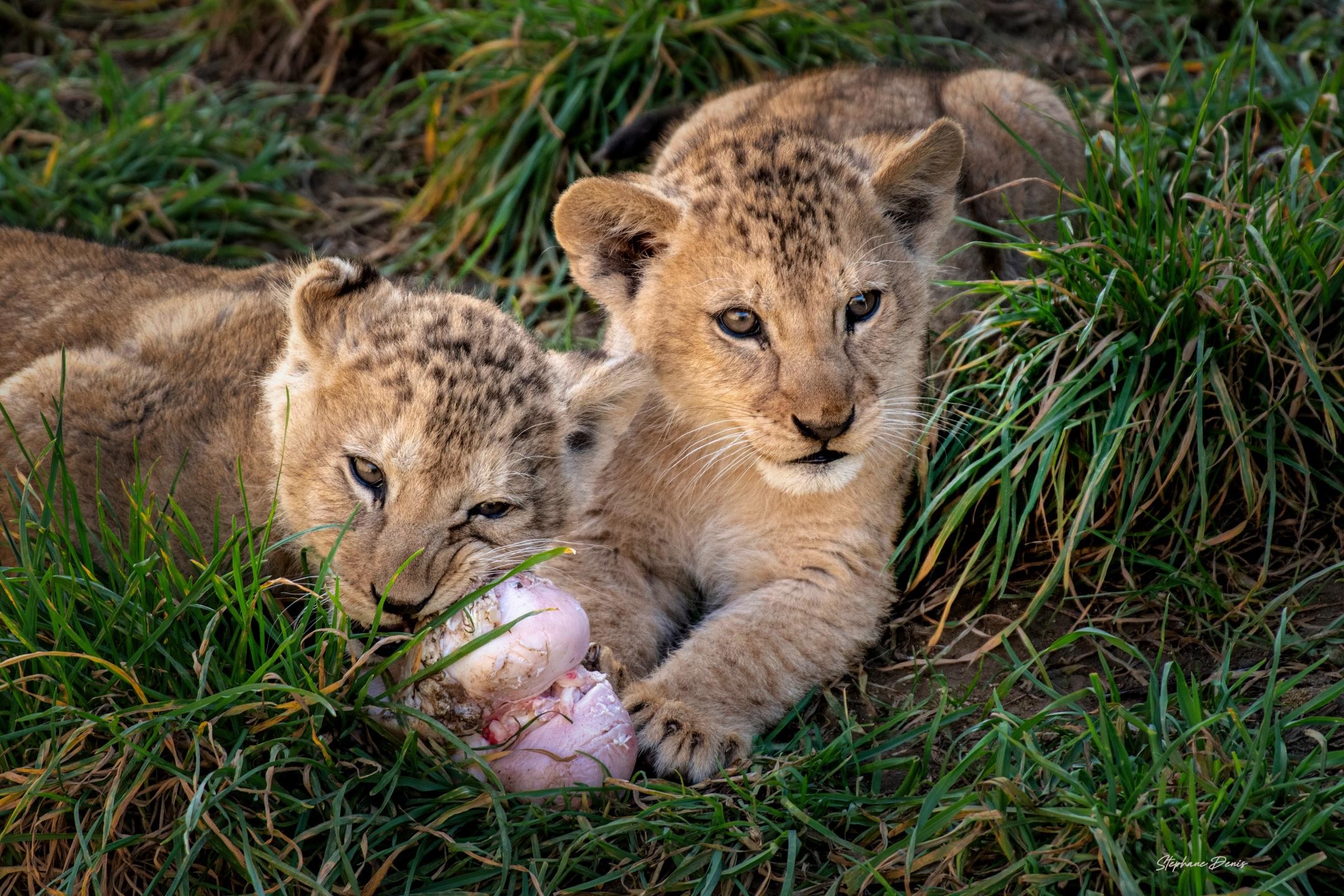 Bembea & Nguvu